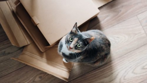 Transporte de Mascotas gatos